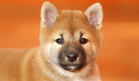 Shiba inu puppy price. Things To Know About Shiba inu puppy price. 